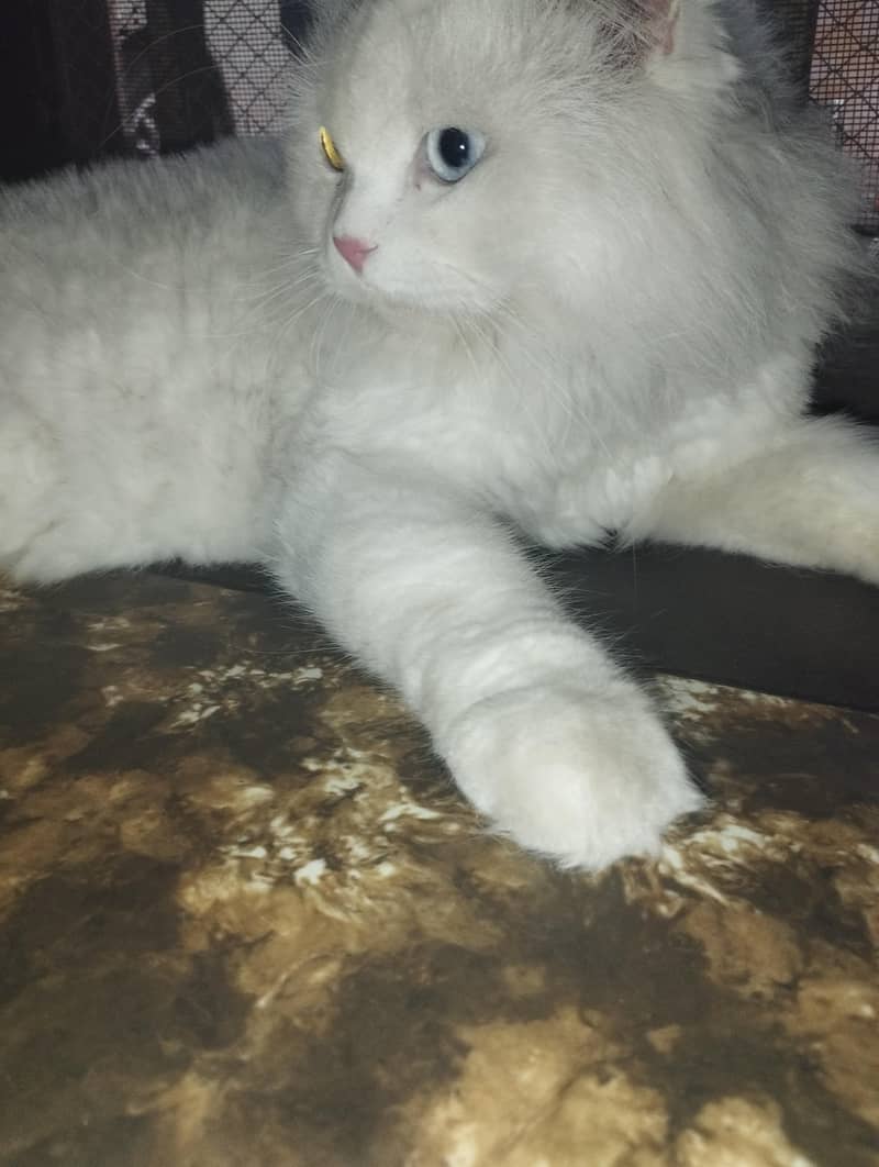 persian cat 5