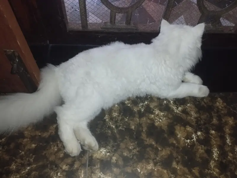 persian cats — photo 7