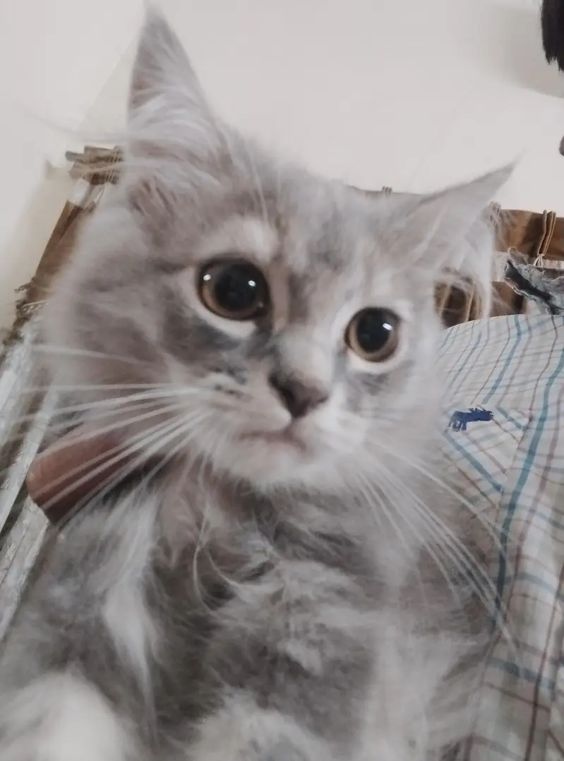 persian cats — photo 8