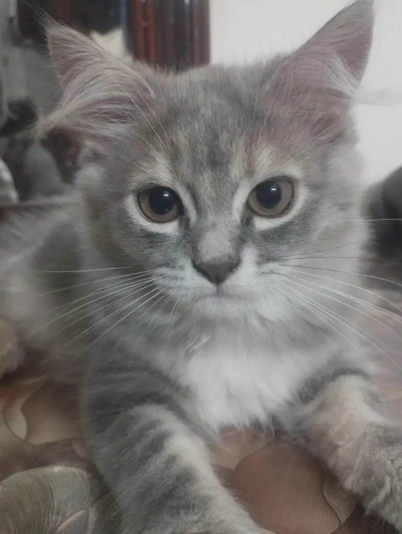 persian cats — photo 9