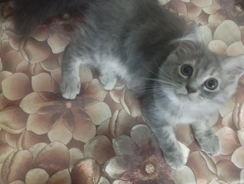 persian cats — photo 10