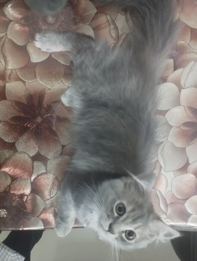 persian cats — photo 11