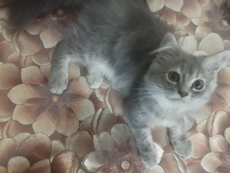 persian cats — photo 12