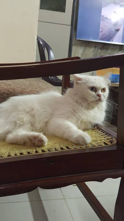 Persian cat