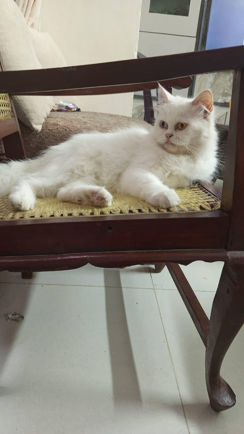 Persian cat 1