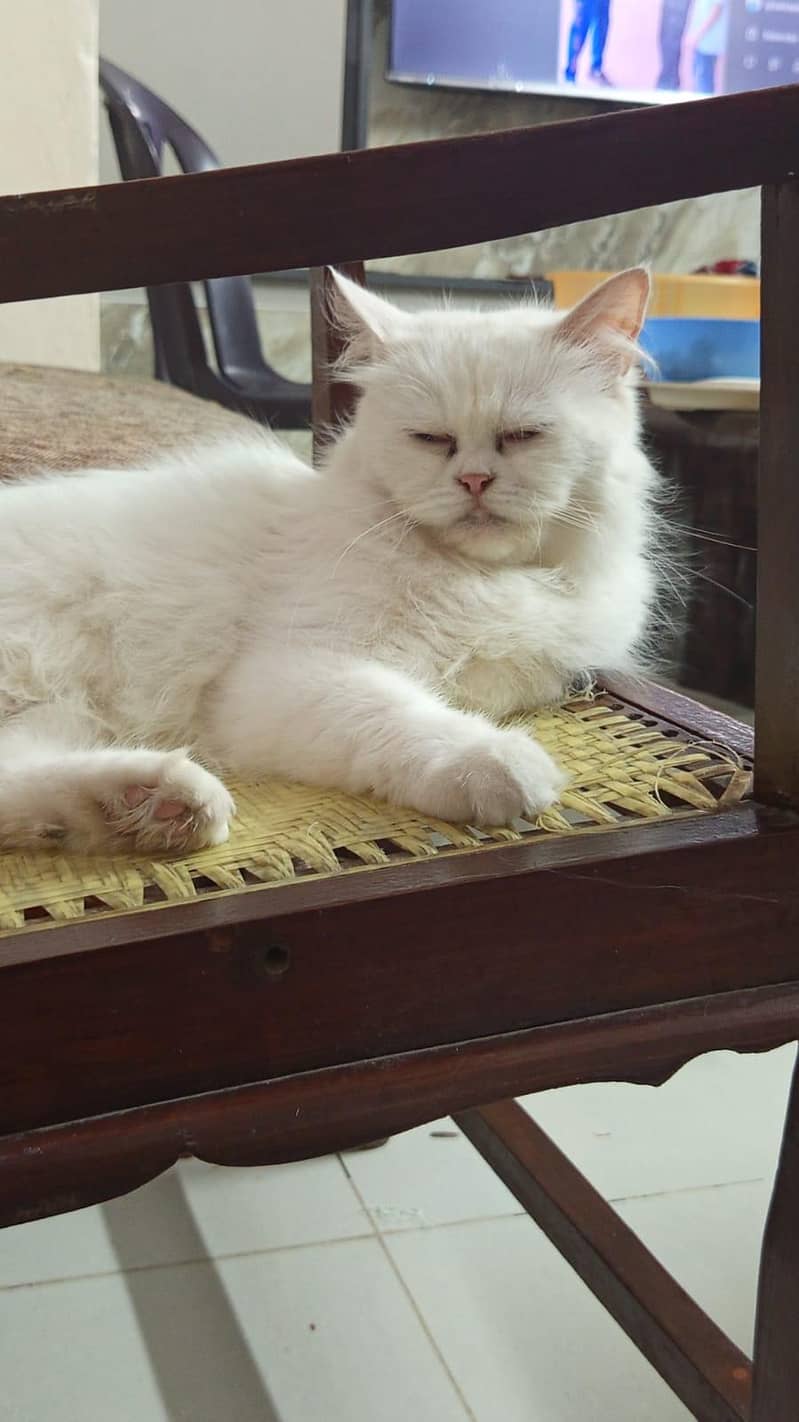 Persian cat 2