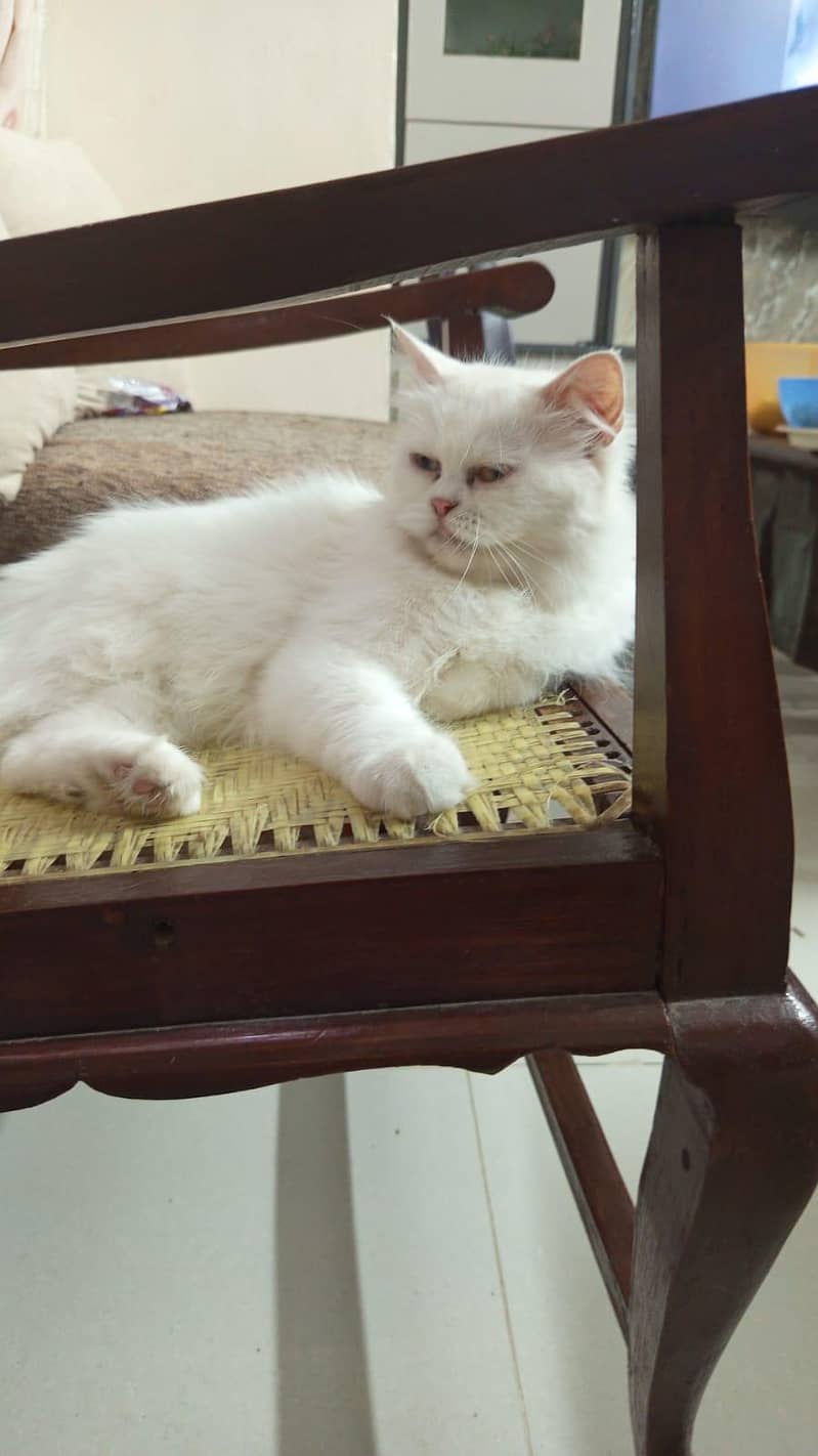 Persian cat 3