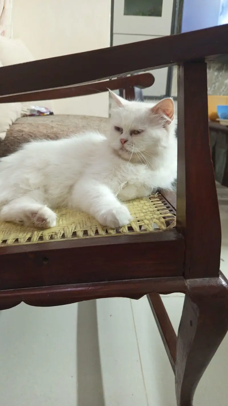 Persian cat — photo 4