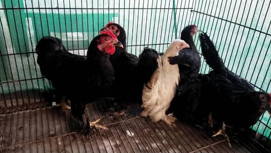 BANTAM COCHINE MILLE FLEUR AYAM CEMAINI
