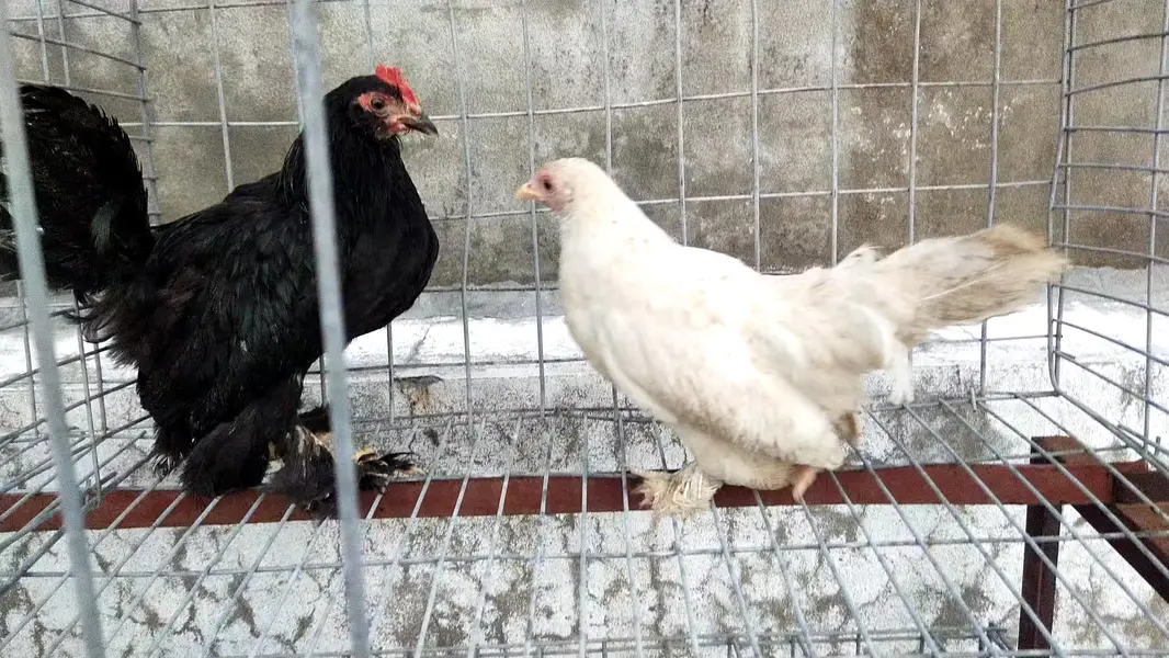 BANTAM COCHINE MILLE FLEUR AYAM CEMAINI — photo 2