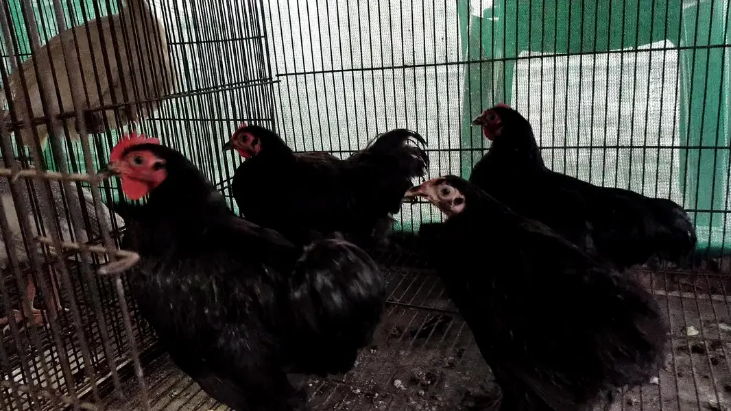 BANTAM COCHINE MILLE FLEUR AYAM CEMAINI — photo 3