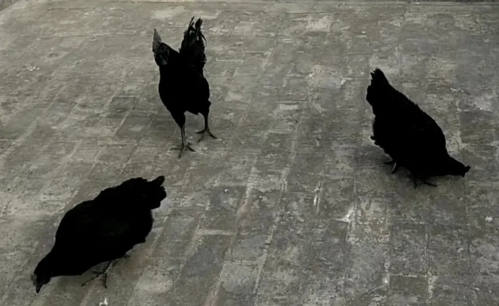BANTAM COCHINE MILLE FLEUR AYAM CEMAINI — photo 4