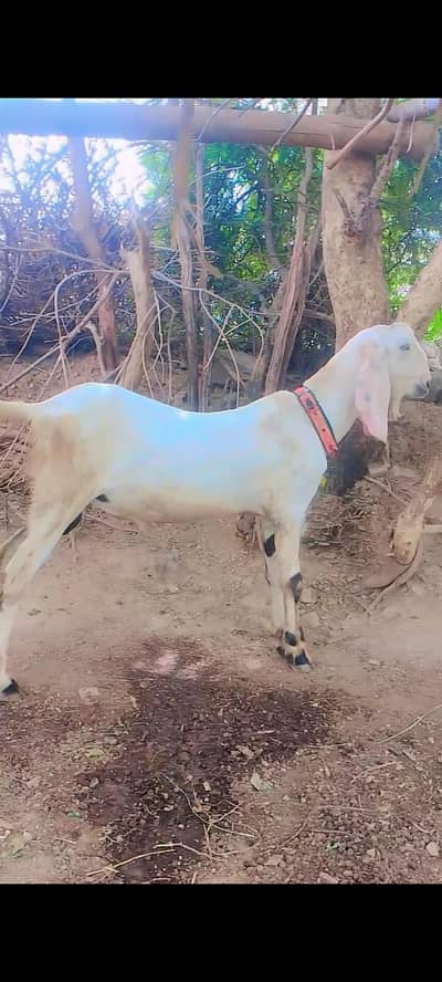 Bakra