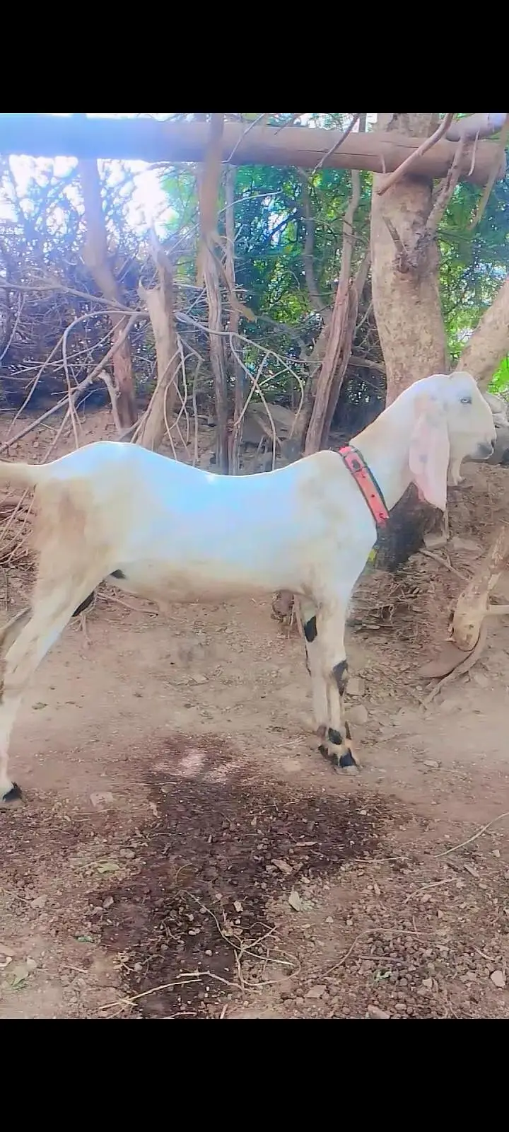Bakra
