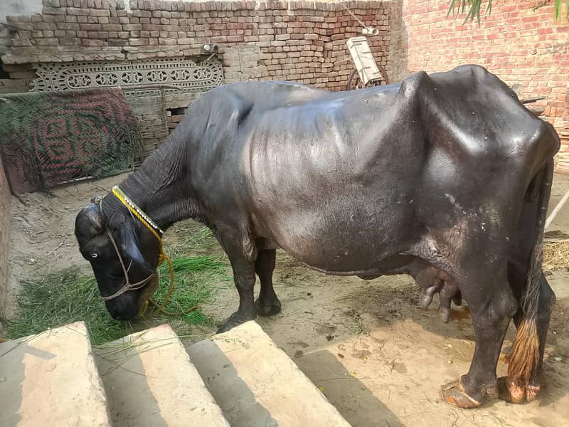 buffalo 1