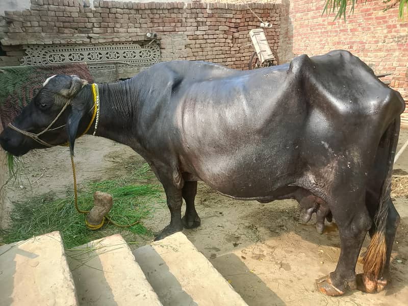 buffalo 2