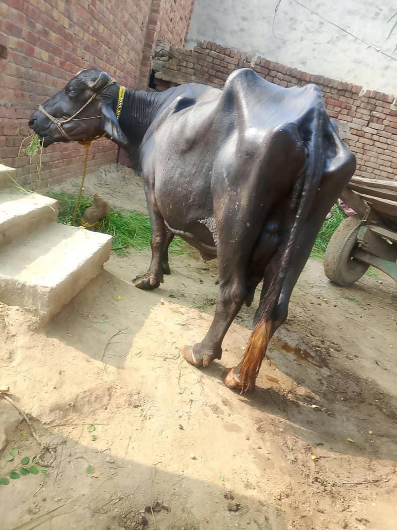 buffalo 3