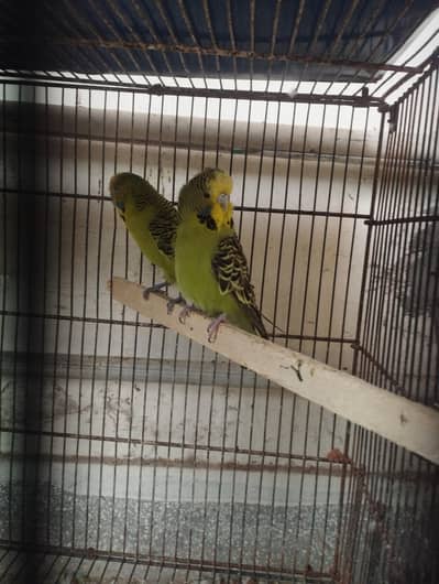 exibition breeder pair