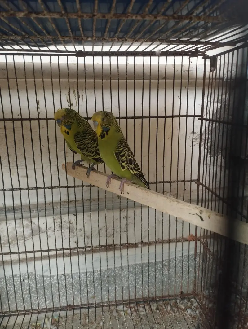 exibition breeder pair — photo 2