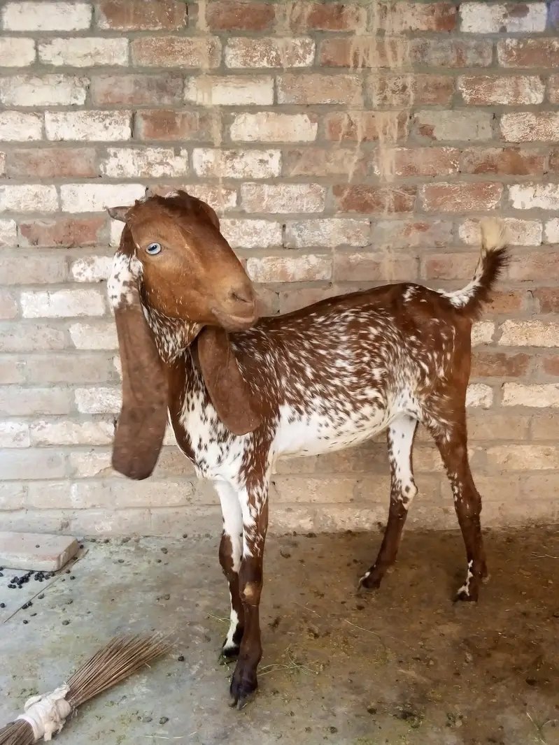 pure makhi cheni path dondi — photo 2