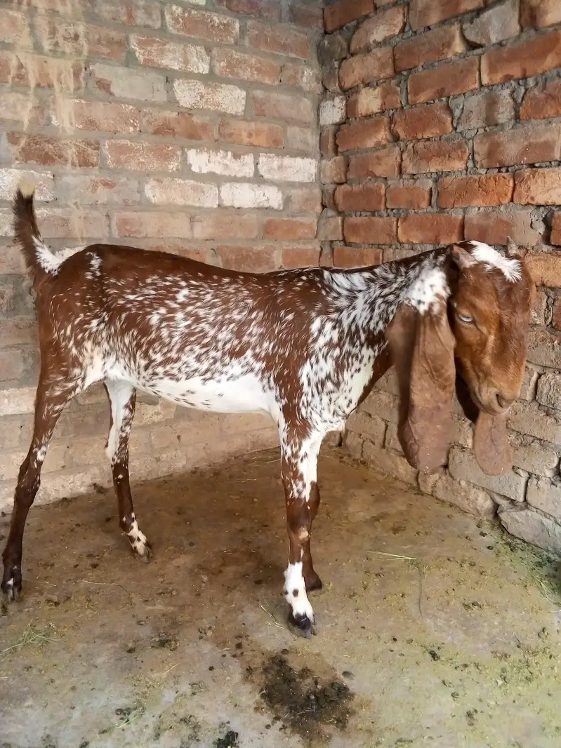 pure makhi cheni path dondi — photo 3