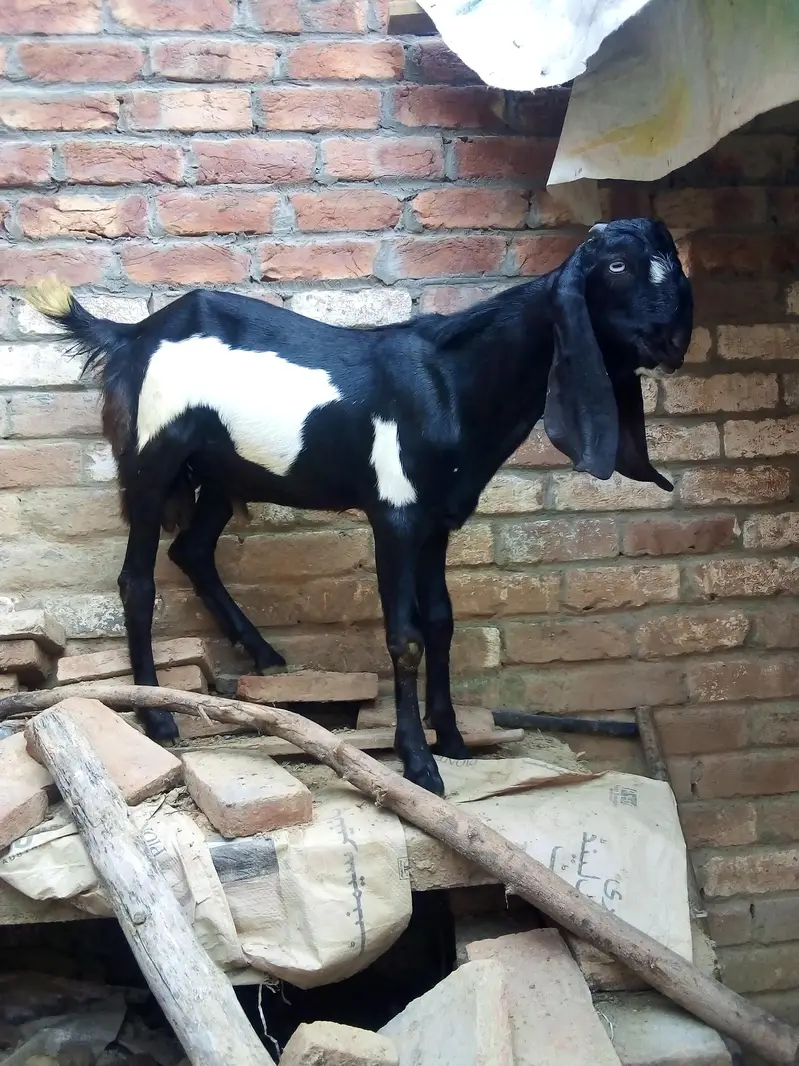 pure makhi cheni path dondi — photo 4