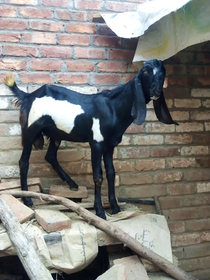 pure makhi cheni path dondi — photo 5