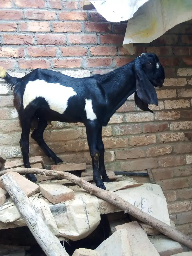 pure makhi cheni path dondi — photo 6