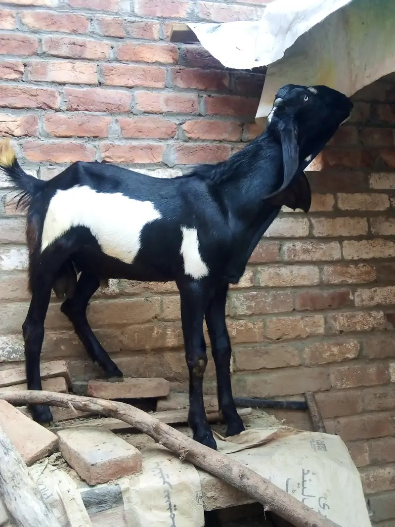 pure makhi cheni path dondi — photo 7
