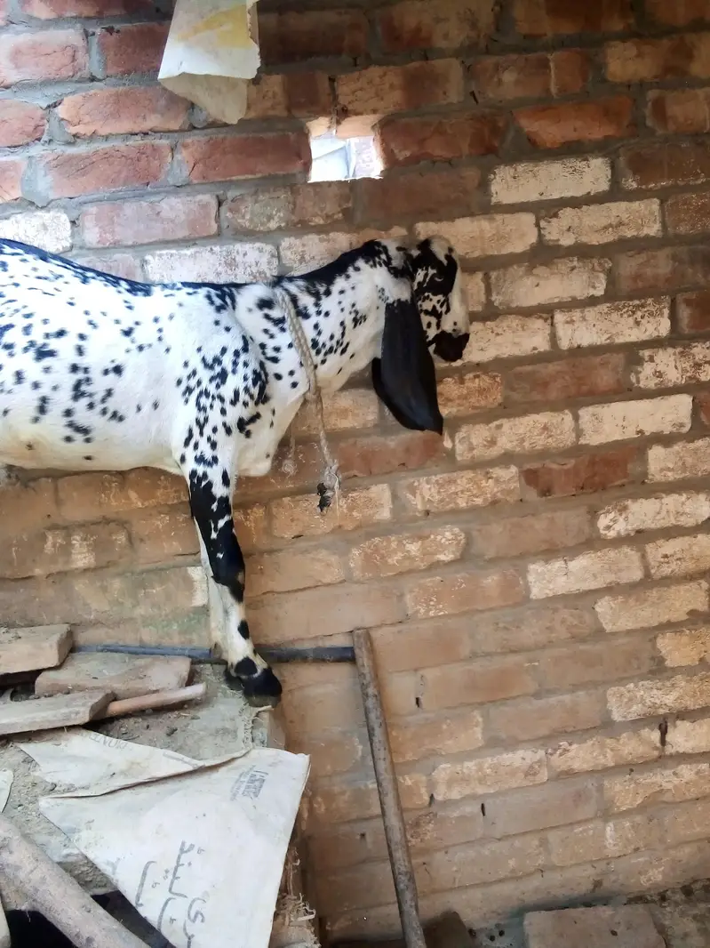 pure makhi cheni path dondi — photo 8