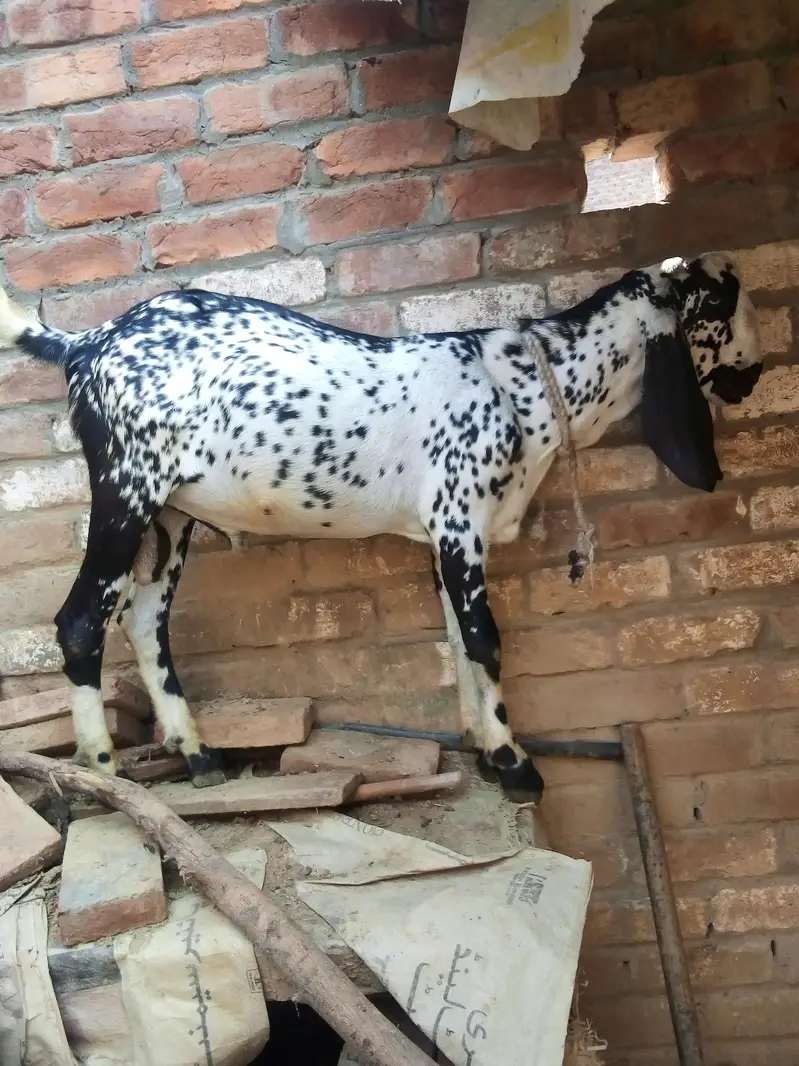 pure makhi cheni path dondi — photo 9