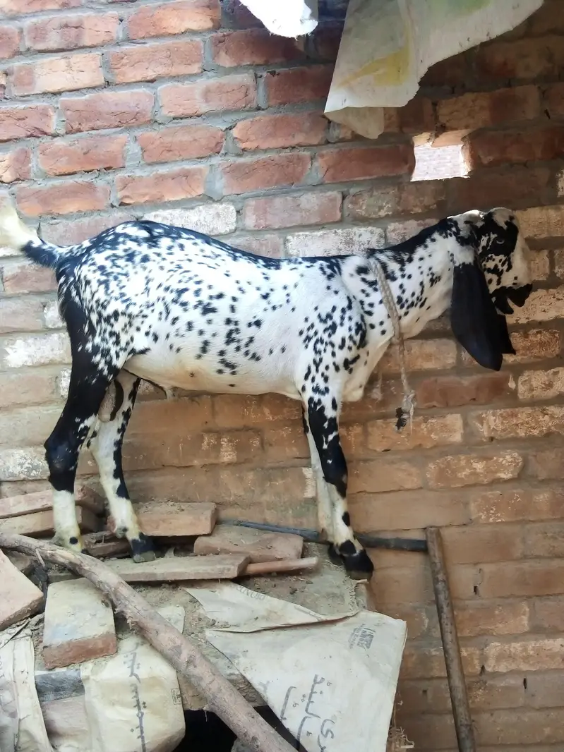 pure makhi cheni path dondi — photo 10