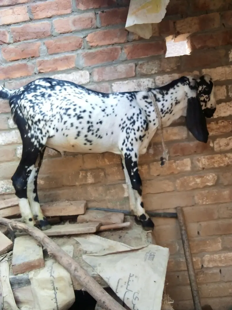 pure makhi cheni path dondi — photo 11