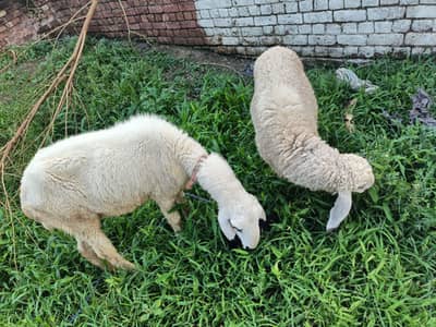 sheeps