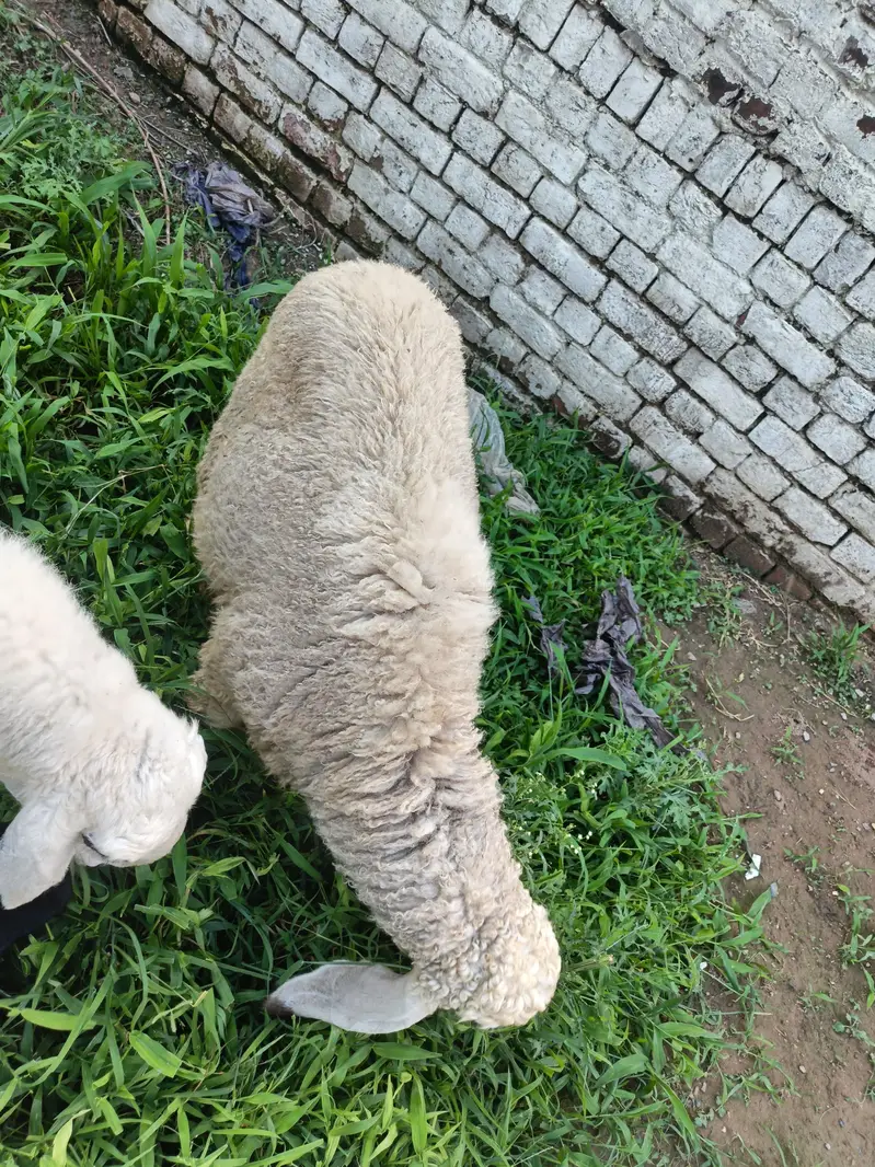 sheeps — photo 2