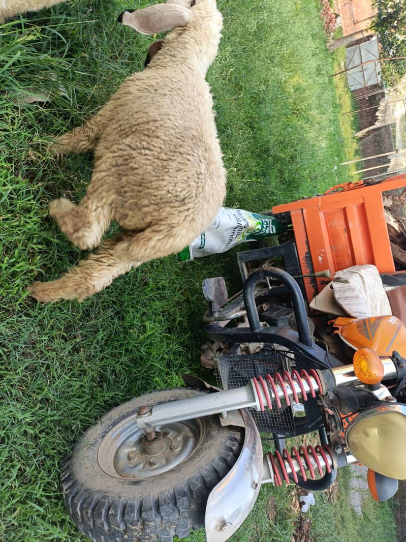sheeps 2