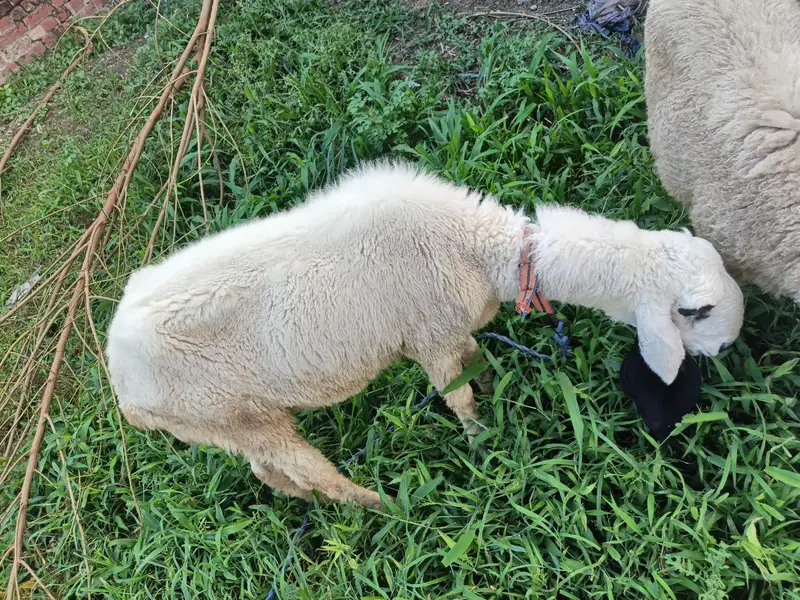 sheeps — photo 4