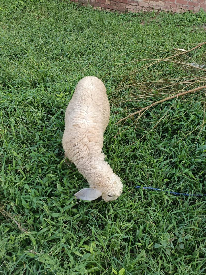 sheeps 4