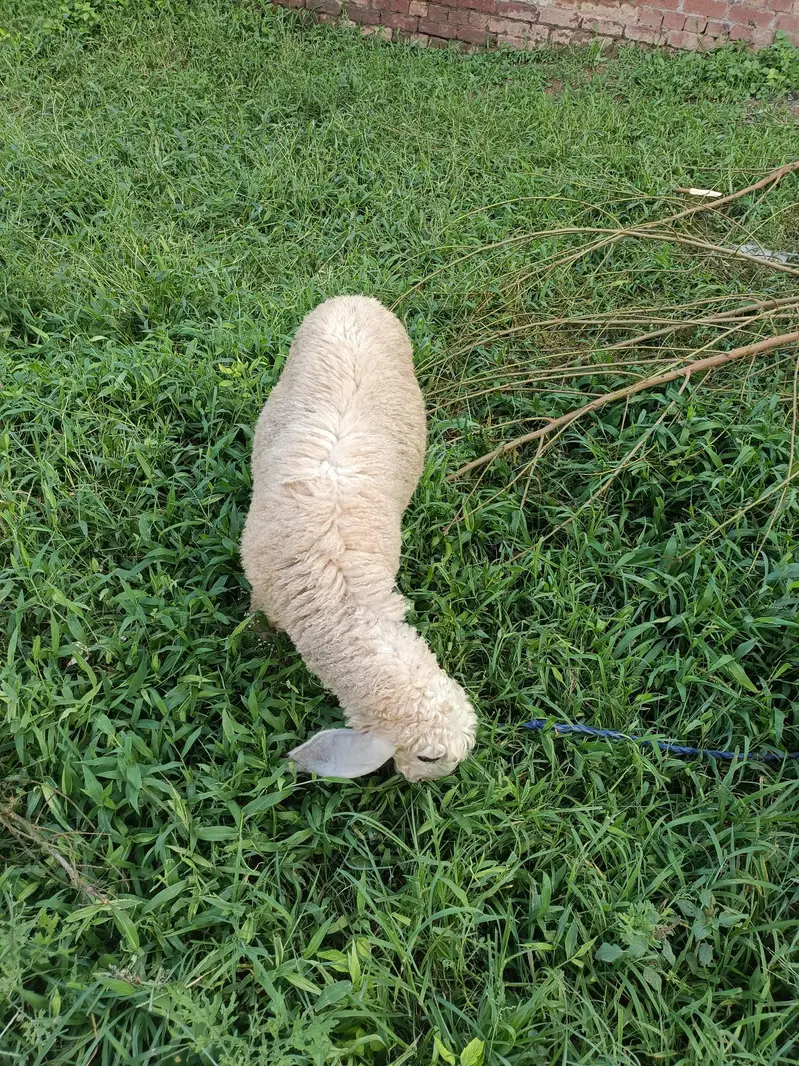 sheeps — photo 5