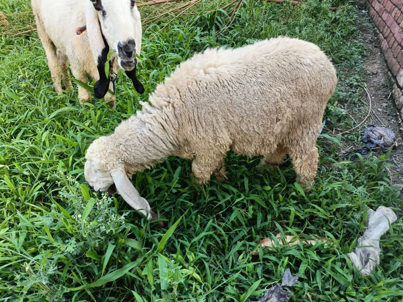 sheeps 6