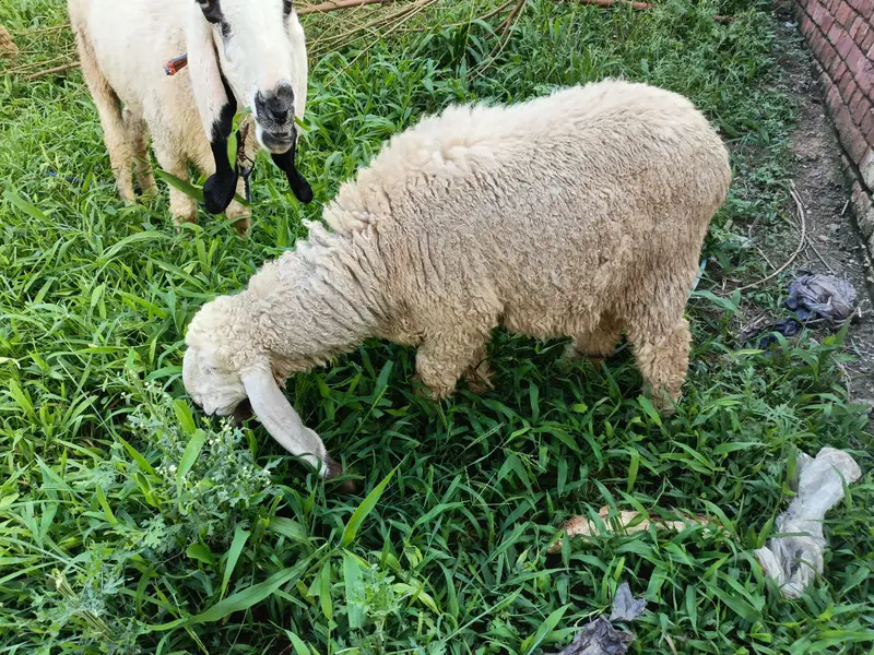 sheeps — photo 7