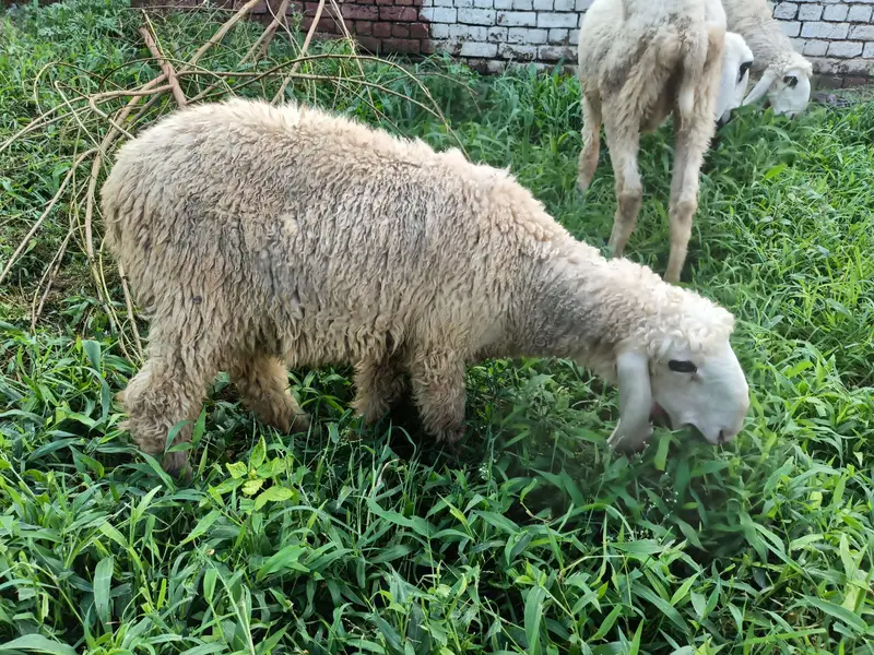 sheeps — photo 9
