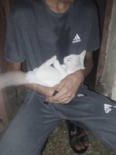 mixed breed