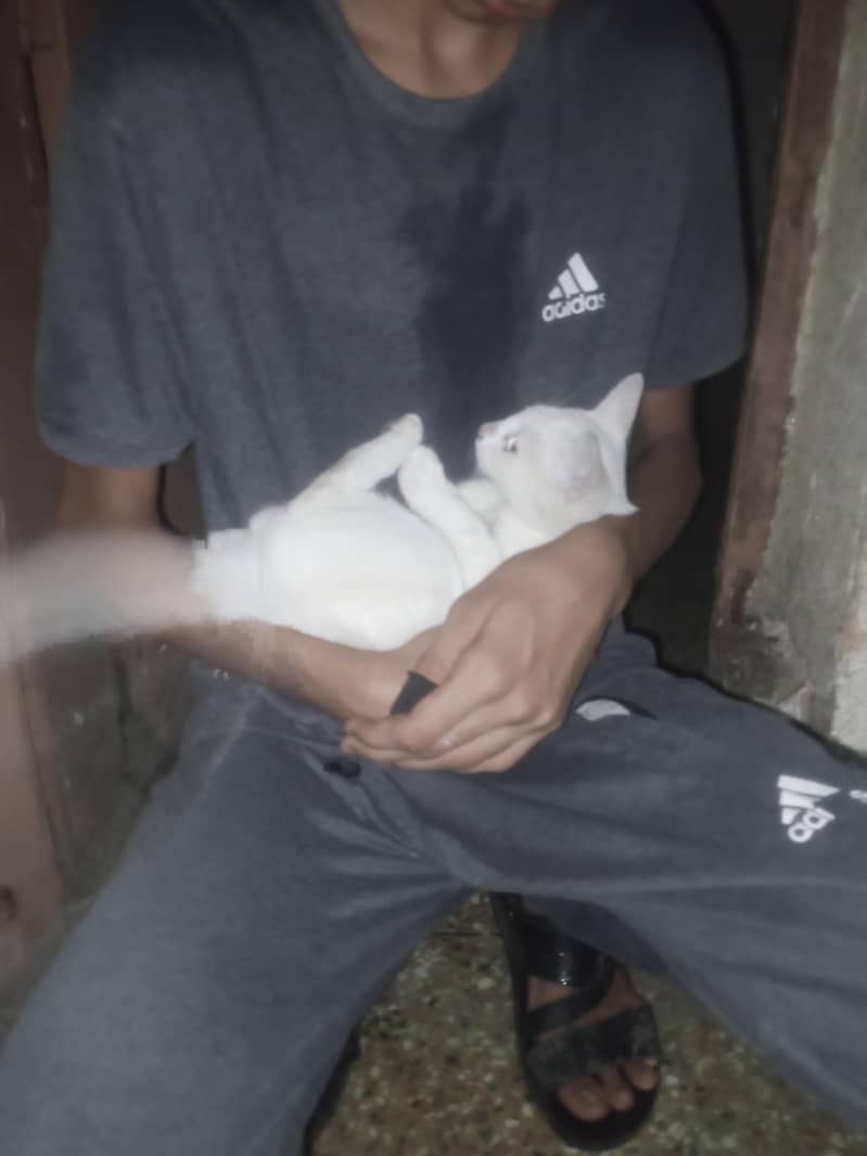 mixed breed 0