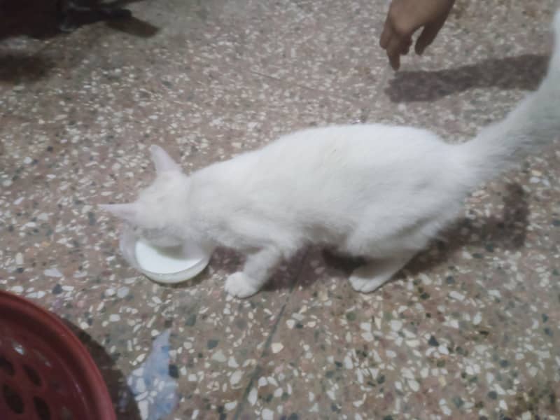 mixed breed 1