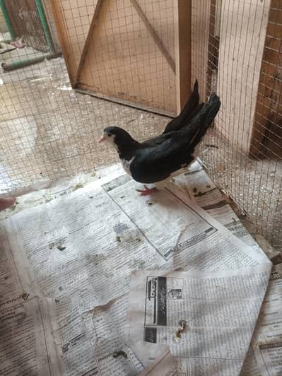 sherazi female