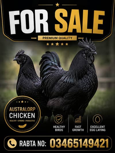 HEALTHY AUSTRALORP ROOSTERS FOR SALE! اعلیٰ نسل کے آسٹولاپ مرغے