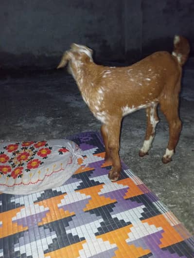 goat baby