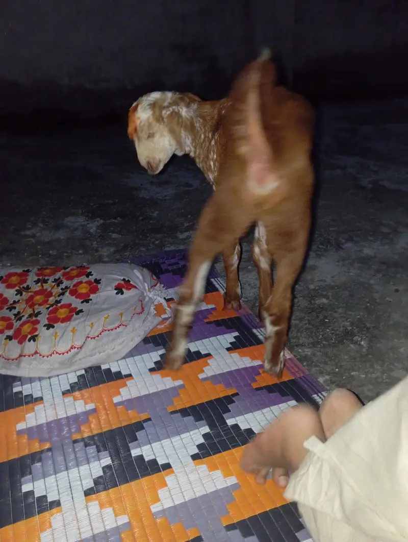 goat baby — photo 2