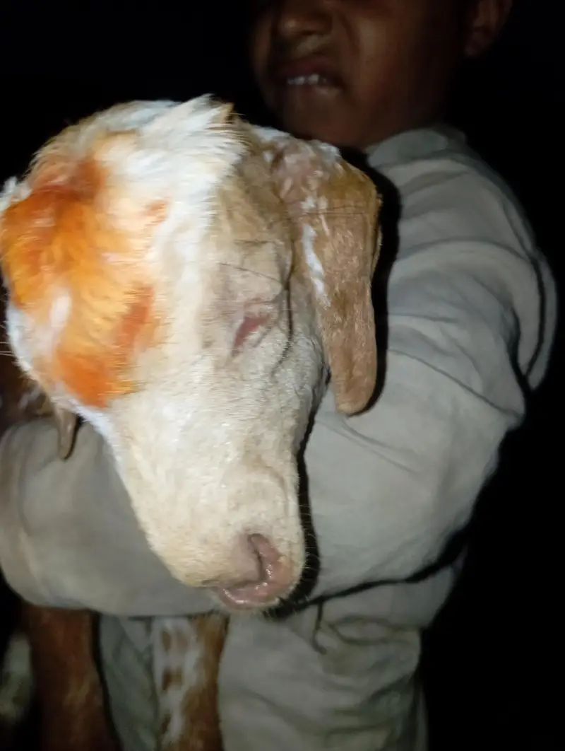 goat baby — photo 3